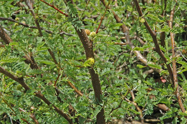 APII jpeg image of Vachellia farnesiana  © contact APII