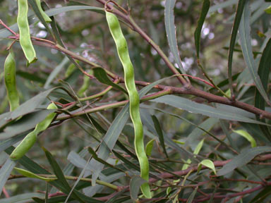 APII jpeg image of Acacia retinodes  © contact APII