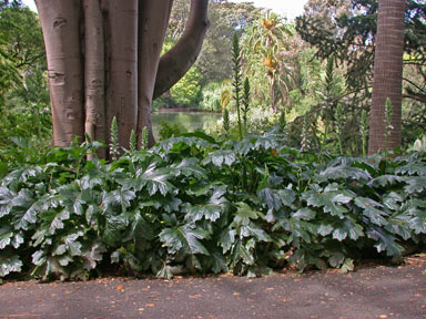 APII jpeg image of Acanthus mollis  © contact APII