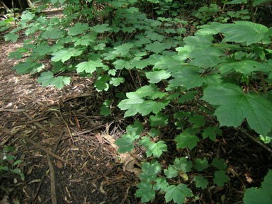 APII jpeg image of Acer pseudoplatanus  © contact APII