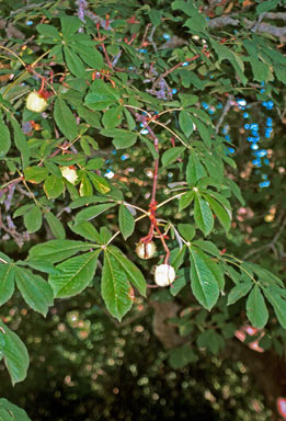 APII jpeg image of Aesculus hippocastanum  © contact APII