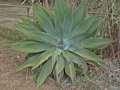 APII jpeg image of Agave attenuata  © contact APII