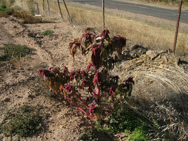 APII jpeg image of Amaranthus caudatus  © contact APII