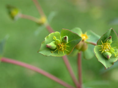 APII jpeg image of Euphorbia terracina  © contact APII