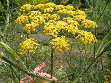 APII jpeg image of Foeniculum vulgare  © contact APII