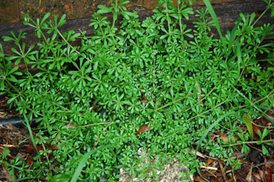 APII jpeg image of Galium aparine  © contact APII