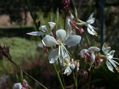 APII jpeg image of Oenothera lindheimeri  © contact APII