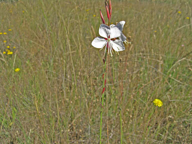 APII jpeg image of Oenothera lindheimeri  © contact APII