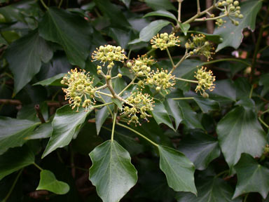 APII jpeg image of Hedera helix  © contact APII