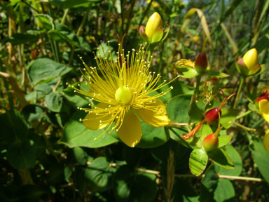 APII jpeg image of Hypericum androsaemum  © contact APII