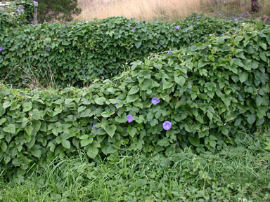 APII jpeg image of Ipomoea indica  © contact APII