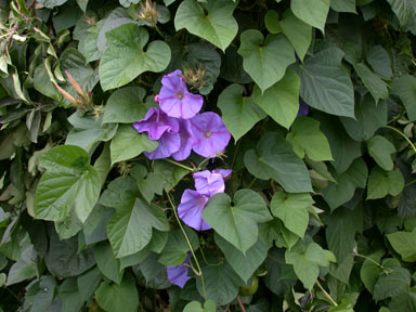 APII jpeg image of Ipomoea indica  © contact APII