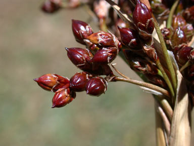 APII jpeg image of Juncus acutus  © contact APII