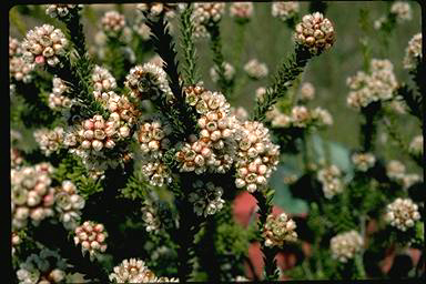 APII jpeg image of Chamelaucium drummondii  © contact APII