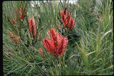 APII jpeg image of Hakea bucculenta  © contact APII