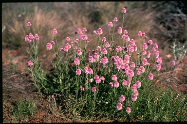 APII jpeg image of Ptilotus helipteroides  © contact APII