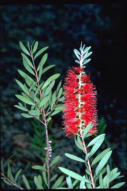 APII jpeg image of Callistemon citrinus 'Firebrand'  © contact APII