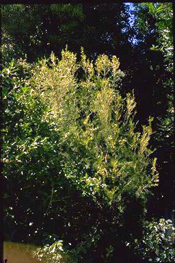 APII jpeg image of Chamelaucium uncinatum 'Mullering Brook'  © contact APII