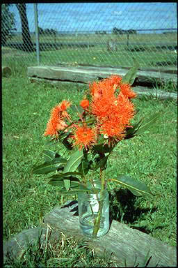 APII jpeg image of Corymbia ficifolia 'Vermillion Blaze'  © contact APII