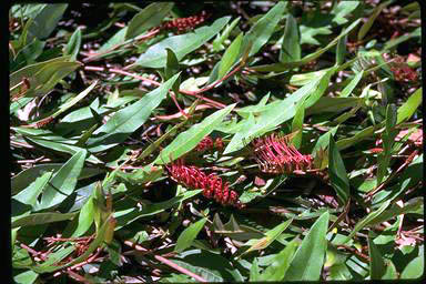 APII jpeg image of Grevillea 'Poorinda Royal Carpet'  © contact APII