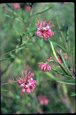 APII jpeg image of Grevillea 'Shirley Howie'  © contact APII