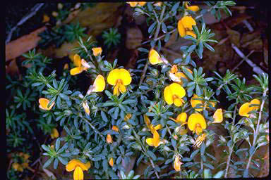 APII jpeg image of Pultenaea 'Wallum Gold'  © contact APII