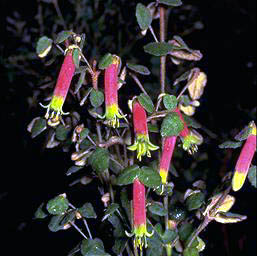 APII jpeg image of Correa reflexa 'Narrow Neil'  © contact APII