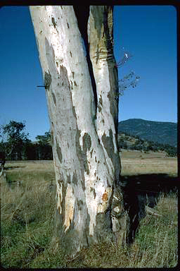 APII jpeg image of Eucalyptus pauciflora subsp. pauciflora  © contact APII