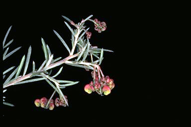 APII jpeg image of Grevillea rosmarinifolia  © contact APII