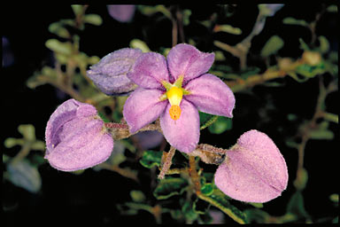 APII jpeg image of Keraudrenia hermanniifolia  © contact APII