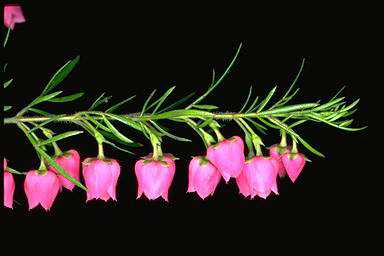 APII jpeg image of Boronia 'Carousel'  © contact APII