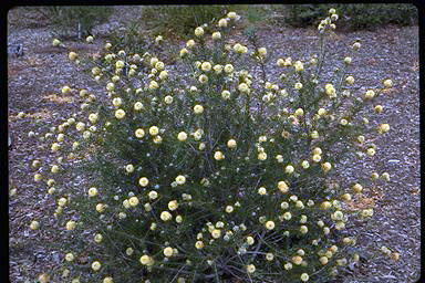 APII jpeg image of Melaleuca capitata  © contact APII