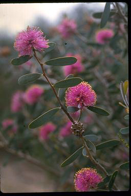 APII jpeg image of Melaleuca conothamnoides  © contact APII