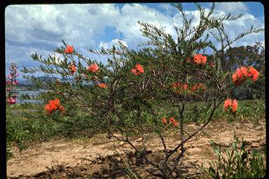 APII jpeg image of Melaleuca fulgens subsp. fulgens  © contact APII