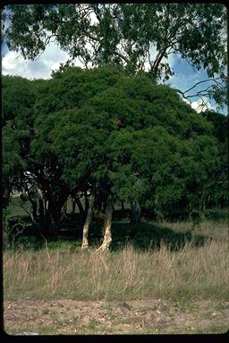 APII jpeg image of Melaleuca irbyana  © contact APII