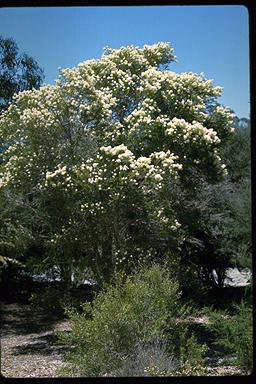 APII jpeg image of Melaleuca linariifolia  © contact APII