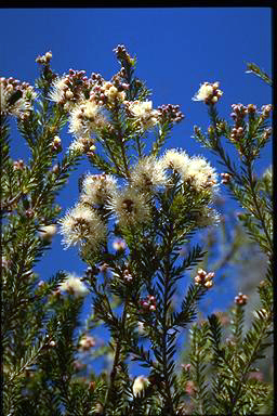 APII jpeg image of Melaleuca sieberi  © contact APII