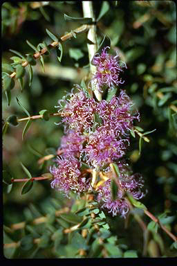 APII jpeg image of Melaleuca violacea  © contact APII