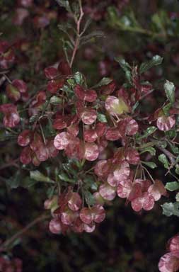 APII jpeg image of Dodonaea viscosa subsp. cuneata  © contact APII