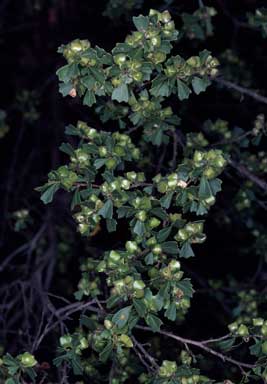 APII jpeg image of Dodonaea triangularis  © contact APII