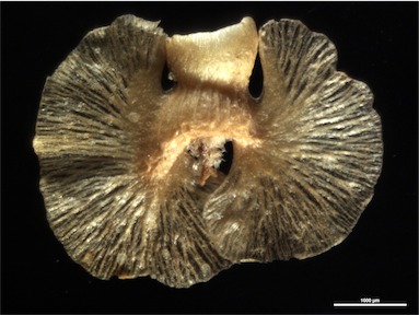 APII jpeg image of Osteocarpum dipterocarpum  © contact APII