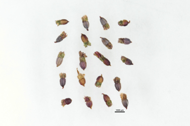 APII jpeg image of Gonocarpus micranthus subsp. micranthus  © contact APII