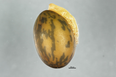 APII jpeg image of Hovea heterophylla  © contact APII