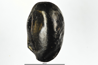 APII jpeg image of Dianella revoluta  © contact APII