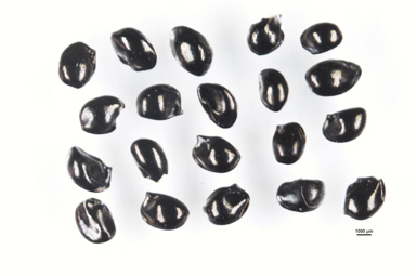 APII jpeg image of Dianella revoluta  © contact APII