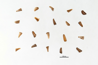 APII jpeg image of Melaleuca glaberrima  © contact APII