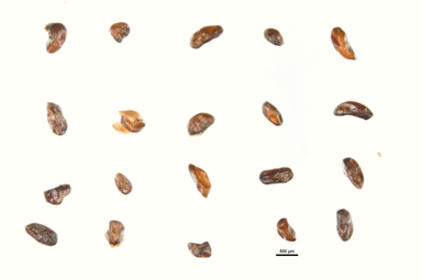 APII jpeg image of Melaleuca exuvia  © contact APII