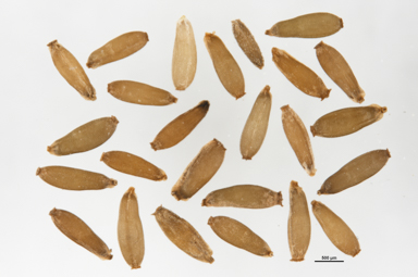 APII jpeg image of Argyrotegium fordianum  © contact APII