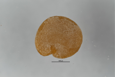 APII jpeg image of Solanum cleistogamum  © contact APII