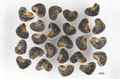 APII jpeg image of Hibiscus krichauffianus  © contact APII